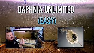 How I Raise Daphnia Water Fleas And You Can Too [upl. by Nyrahs484]