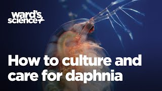 Caring and Culturing for Daphnia [upl. by Las574]