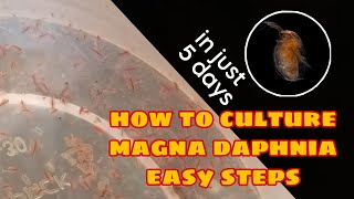 How to Culture Magna Daphnia Easily [upl. by Enirac792]