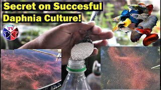 How to Culture Daphnia Successfully [upl. by Anas]