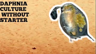 HOW TO CULTURE DAPHNIA NATURALLY WITHOUT A STARTER [upl. by Coppock90]