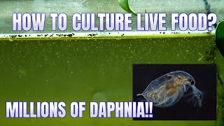 How to Culture Daphnia Secret Method to Breed MILLIONS  Simply Aquatic [upl. by Vescuso652]