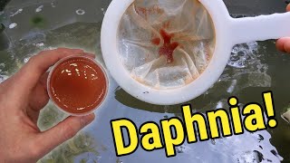 How I Culture Daphnia In Outdoor Tubs [upl. by Aciram]