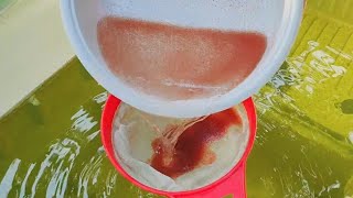 How to culture daphnia  Daphnia culture  How to grow daphnia outdoor [upl. by Awhsoj]