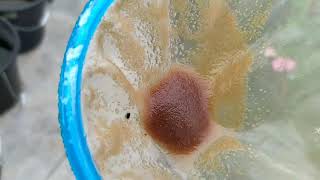 How to culture daphnia moina in a small container Part 1 English Subtitle [upl. by Birecree]