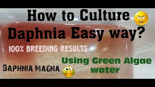 Daphnia MagnaHow to Culture Daphnia Easy wayCulturing Daphnia using Green water Daphnia [upl. by Treb]