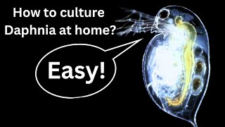 BEST Live Fish Food Beginner guide How to Culture Daphnia at home [upl. by Ardnuassak]