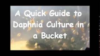 How to culture daphnia outside [upl. by Alcinia]