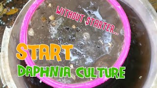 How to culture daphnia moina the easy way 1  Starting the Daphnia culture [upl. by Heddy]