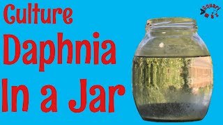 How to Culture Daphnia in a Jar [upl. by Carny816]