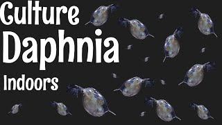 How to Culture Daphnia [upl. by Nob]