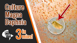 How to culture DAPHNIA MAGNA  The easy way [upl. by Londoner]