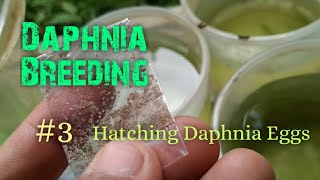 Daphnia Culture made simple and easy 3  Hatching Daphnia eggs [upl. by Mafalda262]