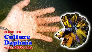 How to Culture Daphnia with ZERO Cost  Unlimited Live Food For Our Fish [upl. by Cissej]