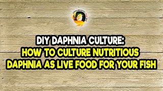 DIY Daphnia Culture How to Culture Nutritious Daphnia as Live Food for Your Fish [upl. by Joanna]