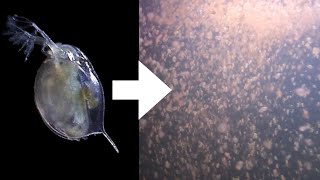 How I Culture Daphnia [upl. by Kenlee]