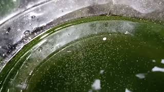 DAPHNIA MOINA CULTURE IN A SMALL BUCKET [upl. by Einnok]