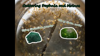 How To Culture Daphnia and Moinas using Green Water Spirulina powder [upl. by Ramgad]