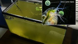 Raising Daphnia for the Freshwater Aquarium [upl. by Rolyak]