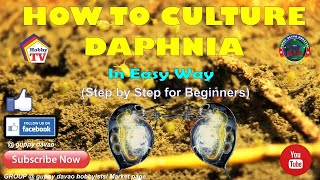 HOW TO CULTURE DAPHNIA In Easy Way [upl. by Gilliette]